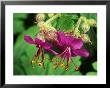 Geranium Macrorrhizum by Mark Bolton Limited Edition Print