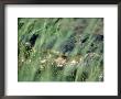 American Alligator, Savannah Nat Wildlife Refuge by Frank Staub Limited Edition Pricing Art Print