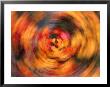Fall Leaves In Motion, Western Colorado by Curtis Martin Limited Edition Print