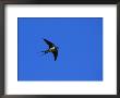 Swallow In Flight, Pembrokeshire, Uk by Elliott Neep Limited Edition Print
