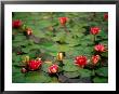 Water Lilies, Para Maria Luisa, Seville, Spain by Kindra Clineff Limited Edition Print