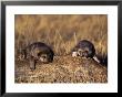 Wolf Pups Less Than 2 Weeks Old, Canis Lupus, Co by Robert Franz Limited Edition Print