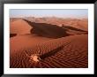 Cow Skull On Sand Dunes, Monument Valley, Az by Michael Howell Limited Edition Print