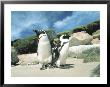 Penguin Colony, Cape Town by Jacob Halaska Limited Edition Pricing Art Print