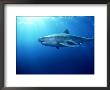 Tiger Shark, Aliwal Shoal, South Africa by Tobias Bernhard Limited Edition Pricing Art Print