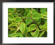 Fagus Sylvatica (Common Beech), Close-Up Of Young Green Leaves Of Tree by Mark Bolton Limited Edition Print