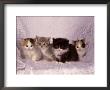 Kittens by Craig Witkowski Limited Edition Print