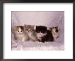 Kittens by Craig Witkowski Limited Edition Pricing Art Print