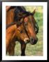 Mare And Colt by George Cassidy Limited Edition Print