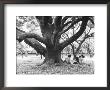Family Picnic Under Cherry Blossoms, Japan by Walter Bibikow Limited Edition Print