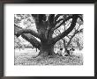 Family Picnic Under Cherry Blossoms, Japan by Walter Bibikow Limited Edition Pricing Art Print