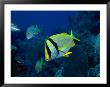 Porkfish, Florida Keys, Fl by Larry Lipsky Limited Edition Pricing Art Print