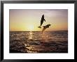 Bottlenose Dolphins In Mid-Air by Stuart Westmoreland Limited Edition Print