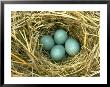 Eastern Bluebird Nest With Eggs by Everett Johnson Limited Edition Print