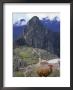 Llamas Near Machu Picchu, Peru by Jan Halaska Limited Edition Print