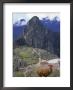 Llamas Near Machu Picchu, Peru by Jan Halaska Limited Edition Pricing Art Print