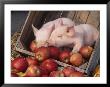 Mixed Breed Piglets In Apple Cart by Lynn M. Stone Limited Edition Pricing Art Print