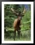 Elk In The Woods by Bob Burch Limited Edition Print