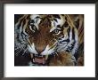 Close-Up Of Bengal Tiger Growling by John Botkin Limited Edition Print