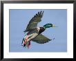 Mallard In Flight, Lake Geneva, Switzerland by Elliott Neep Limited Edition Print