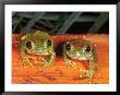 Amani Forest Tree Frogs, Tanzania by Marian Bacon Limited Edition Print