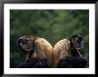Two Monkeys Sitting Back To Back by Mark Newman Limited Edition Print