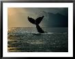 Humpback Whale Tail At Sunset by Stuart Westmoreland Limited Edition Print