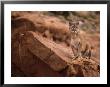 Mountain Lion In Canyonlands Of Utah, Usa by Daniel Cox Limited Edition Print