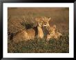 Lioness And Cub, Masai Mara Reserve, Kenya by Michele Burgess Limited Edition Pricing Art Print