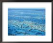 Hardy Reef, Great Barrier Reef, Queensland, Aust by Rick Strange Limited Edition Print