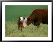 Hereford Cow by Alan And Sandy Carey Limited Edition Pricing Art Print