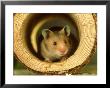 Hamster Close-Up, Usa by Alan And Sandy Carey Limited Edition Print