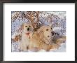 Golden Retriever, Female And Puppy Relaxing In Winter by Alan And Sandy Carey Limited Edition Print