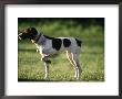 German Short-Hair Pointer by Frank Siteman Limited Edition Print
