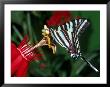 Zebra Swallowtail (Euritides Marcellas) by Priscilla Connell Limited Edition Pricing Art Print