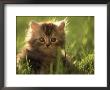 Persian Silver Tabby Kitten In Field Of Grass by Frank Siteman Limited Edition Pricing Art Print