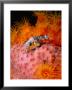 Sharp Nosed Puffer On Sponge by Mike Mesgleski Limited Edition Pricing Art Print