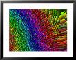 Multi-Coloured Fractal Design by Albert Klein Limited Edition Print