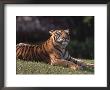 Bengal Tiger by Larry Lipsky Limited Edition Print
