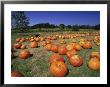 Pumpkin Patch, Ca by Mitch Diamond Limited Edition Pricing Art Print