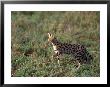 Serval, Felis Serval, Tanzania by Robert Franz Limited Edition Pricing Art Print