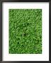 Soleirolia Soleirolii (Mind Your Own Business), Evergreen Perennial, Tiny Green Leaves Of Plant by Mark Bolton Limited Edition Print