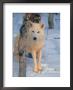 Gray Wolf, Canis Lupus by Lynn M. Stone Limited Edition Pricing Art Print