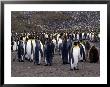 King Penguins by Lynn M. Stone Limited Edition Print