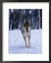 Gray Wolf Running In Snow, Canis Lupus by Lynn M. Stone Limited Edition Print