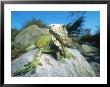 Green Iguana In Stream-Side Natural Habitat, Lambayeque Province, Peru by Mark Jones Limited Edition Print