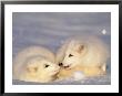 Arctic Fox Pups by Lynn M. Stone Limited Edition Pricing Art Print