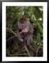 Mother And Baby Long-Tailed Macaque by Robert Franz Limited Edition Print
