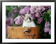 Kitten In A Milk Bucket by Alan And Sandy Carey Limited Edition Print