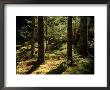Moss Spruce Trees, Acadia National Park, Me by Eric Horan Limited Edition Print